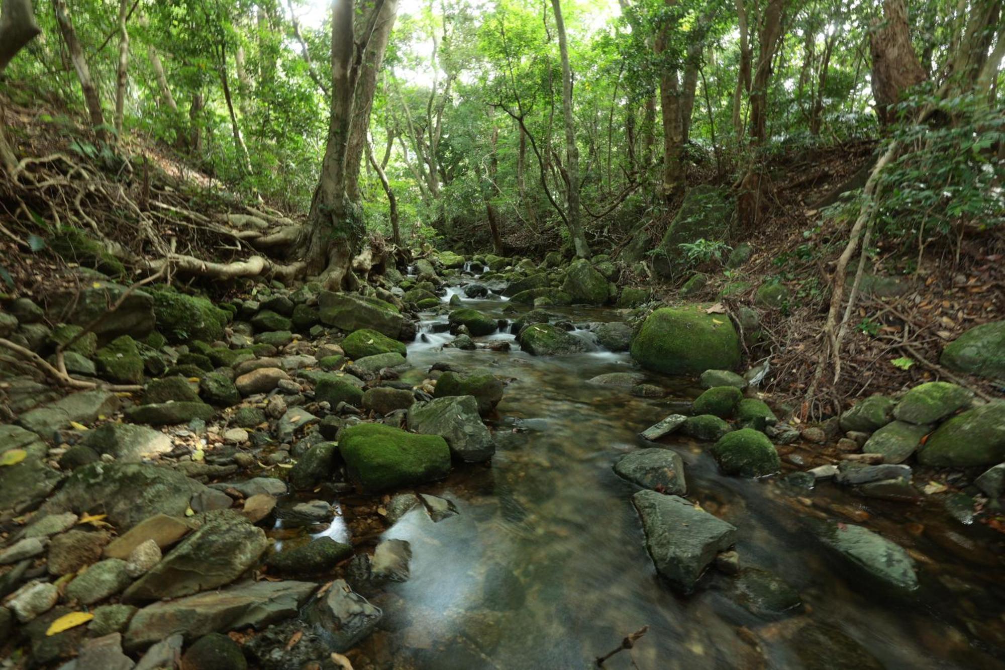 Arc Yakushima Yakushima (Kagoshima)